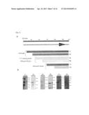 METHOD FOR DETERMINATION OF ACTIVITY OF MITOCHONDRIAL DNA POLYMERASE OF     FALCIPARUM MALARIA, AND METHOD FOR SCREENING FOR ANTI-MALARIA COMPOUND diagram and image