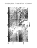 FUNCTIONAL VASCULARIZATION WITH BIOCOMPATIBLE POLYSACCHARIDE-BASED     HYDROGELS diagram and image