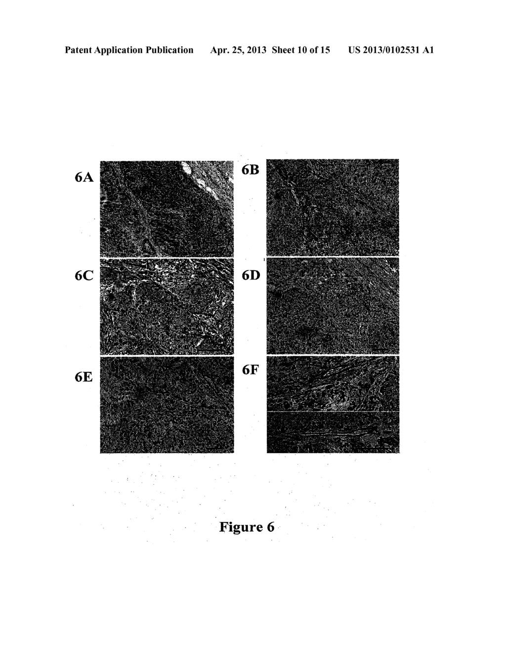 FUNCTIONAL VASCULARIZATION WITH BIOCOMPATIBLE POLYSACCHARIDE-BASED     HYDROGELS - diagram, schematic, and image 11