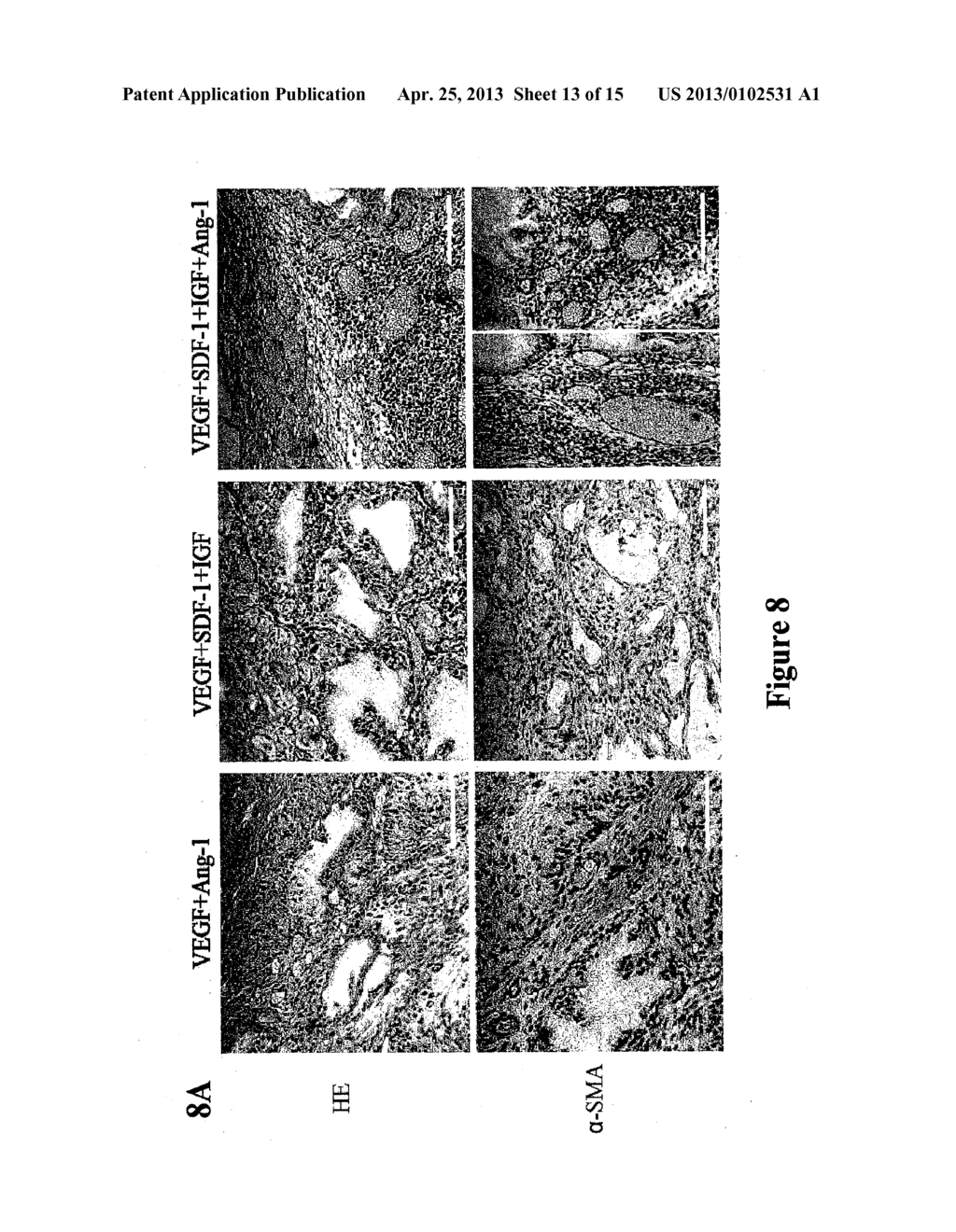 FUNCTIONAL VASCULARIZATION WITH BIOCOMPATIBLE POLYSACCHARIDE-BASED     HYDROGELS - diagram, schematic, and image 14