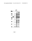 MANUFACTURE OF FACTOR H (FH) AND FH-DERIVATIVES FROM PLASMA diagram and image