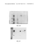 MANUFACTURE OF FACTOR H (FH) AND FH-DERIVATIVES FROM PLASMA diagram and image