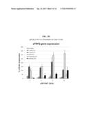 Use of N1,N4-bis[3-(Ethylamino)Propyl]-2-Butene-1,4-Diamine Compounds in     Combination with Epigenetic-Acting Pharmaceuticals for Enhanced Cancer     Therapy diagram and image