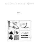 GNA11 AND GNAQ EXON 4 MUTATIONS IN MELANOMA diagram and image