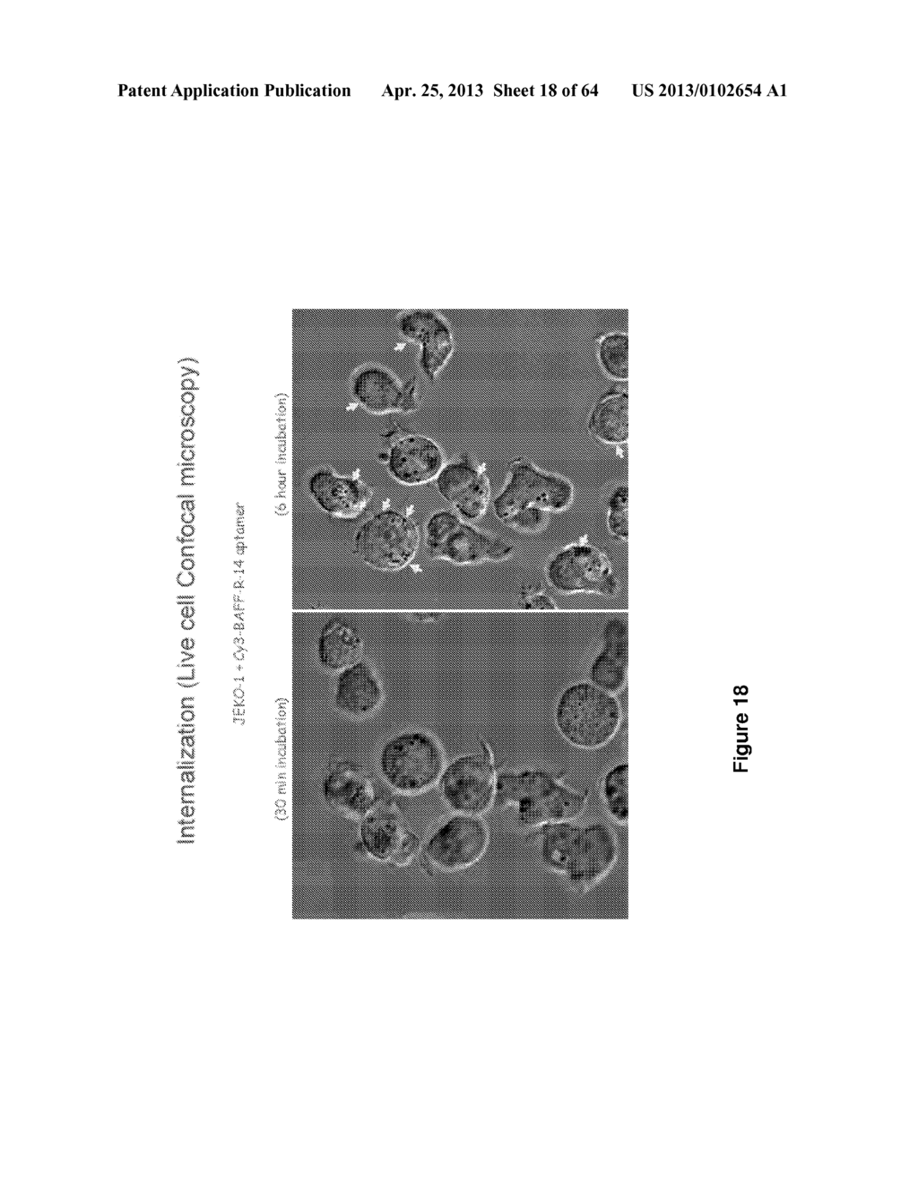 RNA APTAMERS AGAINST BAFF-R AS CELL-TYPE SPECIFIC DELIVERY AGENTS AND     METHODS FOR THEIR USE - diagram, schematic, and image 19