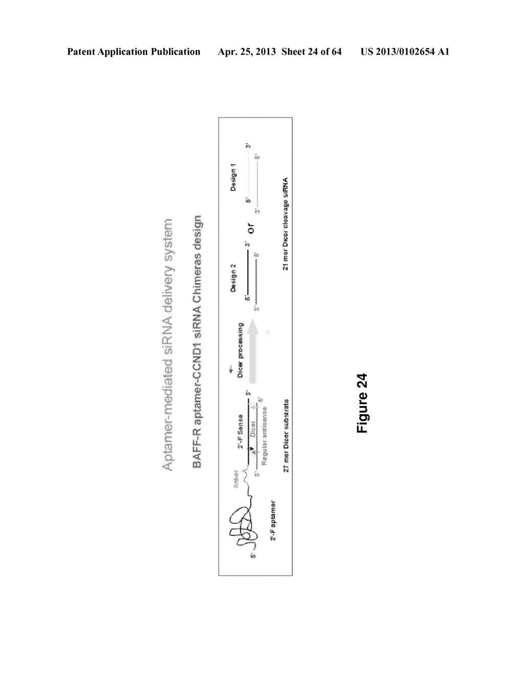 RNA APTAMERS AGAINST BAFF-R AS CELL-TYPE SPECIFIC DELIVERY AGENTS AND     METHODS FOR THEIR USE - diagram, schematic, and image 25