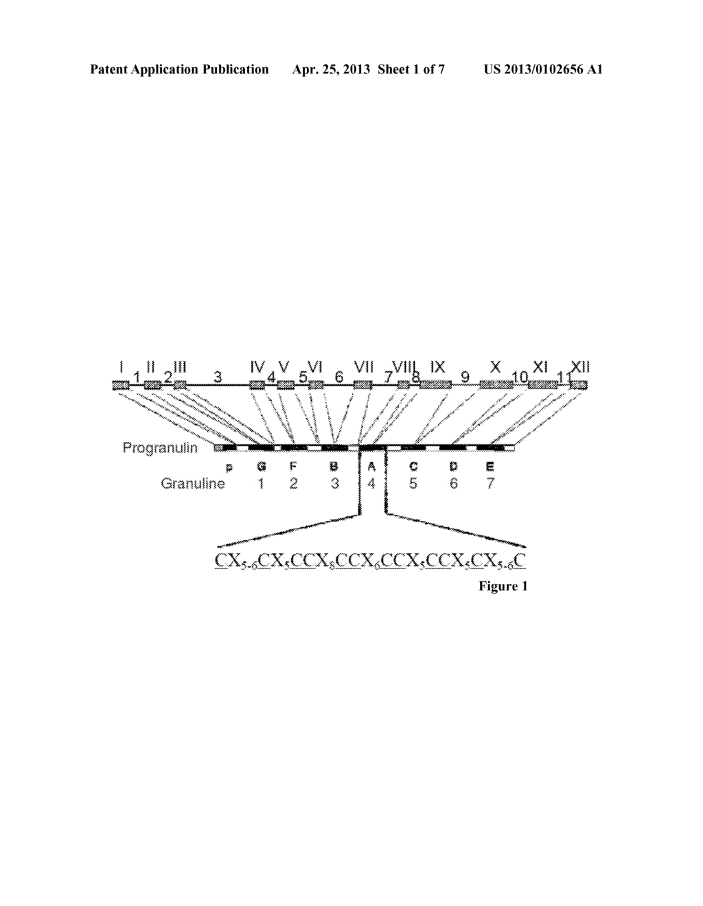 USE OF A GRANULIN OR A GRANULIN-LIKE COMPOUND FOR THE THERAPY OR     PROPHYLAXIS OF CHRONIC PAIN - diagram, schematic, and image 02