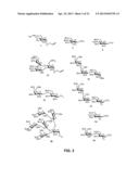 Synthetic Oligosaccharides for Moraxella Vaccine diagram and image