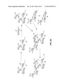 Synthetic Oligosaccharides for Moraxella Vaccine diagram and image