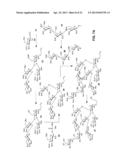 Synthetic Oligosaccharides for Moraxella Vaccine diagram and image