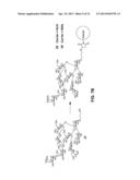 Synthetic Oligosaccharides for Moraxella Vaccine diagram and image