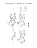 Synthetic Oligosaccharides for Moraxella Vaccine diagram and image