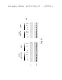 INTERFERING RNA MOLECULES diagram and image