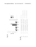 INTERFERING RNA MOLECULES diagram and image