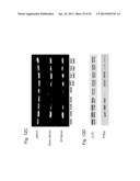 INTERFERING RNA MOLECULES diagram and image