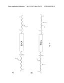 INTERFERING RNA MOLECULES diagram and image