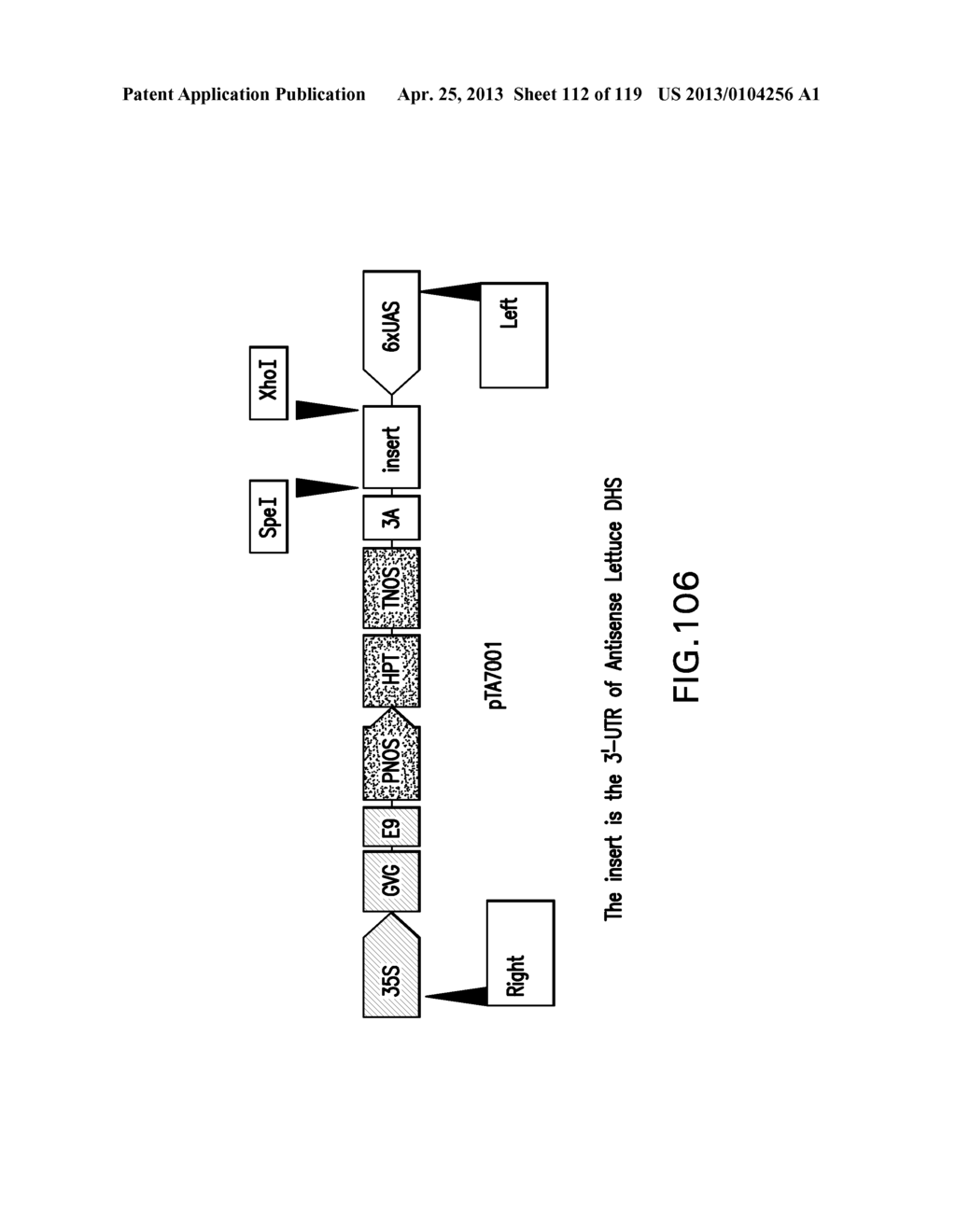 Isolated eIF-5A and Polynucleotides Encoding Same - diagram, schematic, and image 113