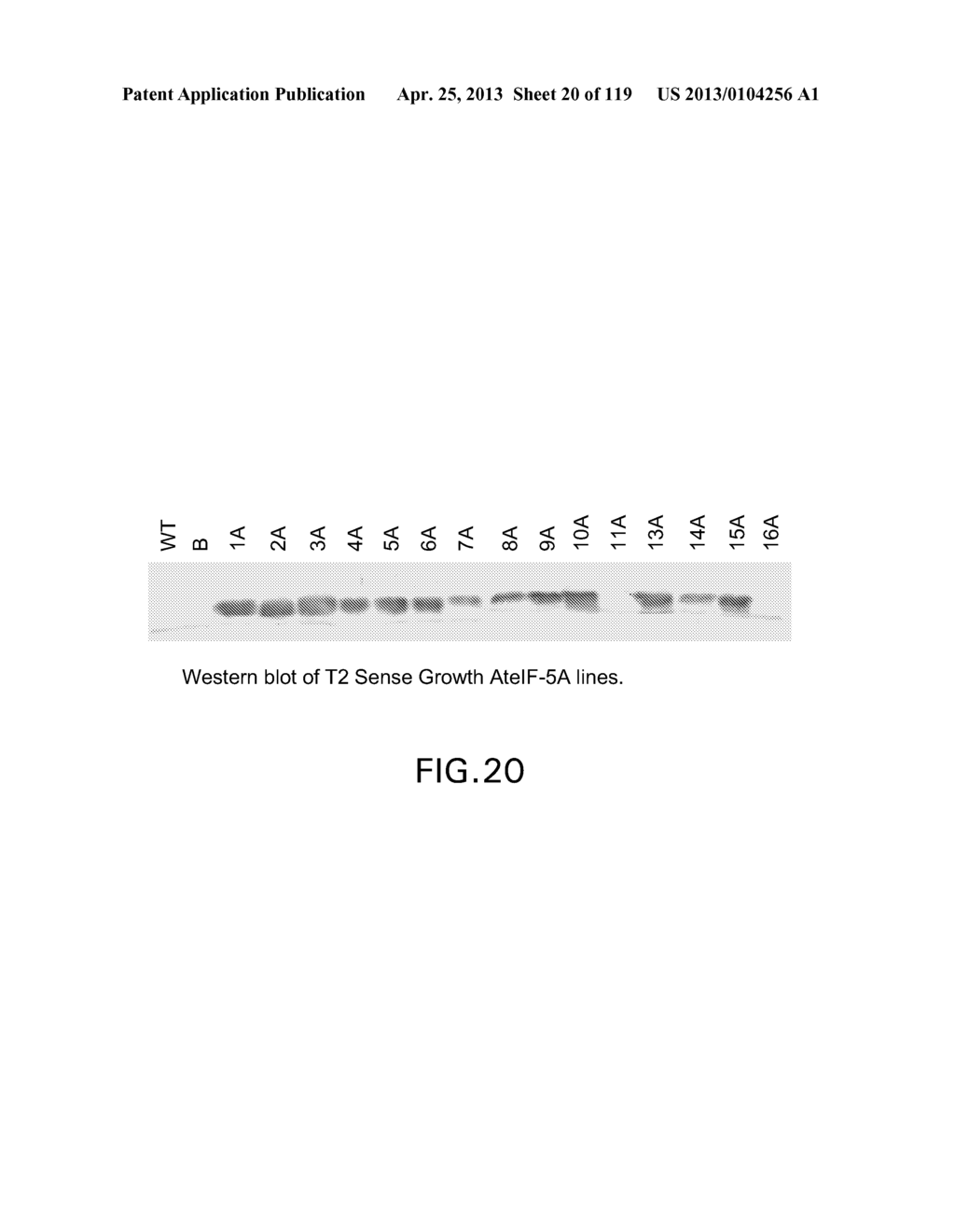 Isolated eIF-5A and Polynucleotides Encoding Same - diagram, schematic, and image 21