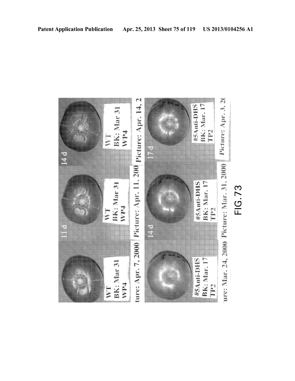 Isolated eIF-5A and Polynucleotides Encoding Same - diagram, schematic, and image 76