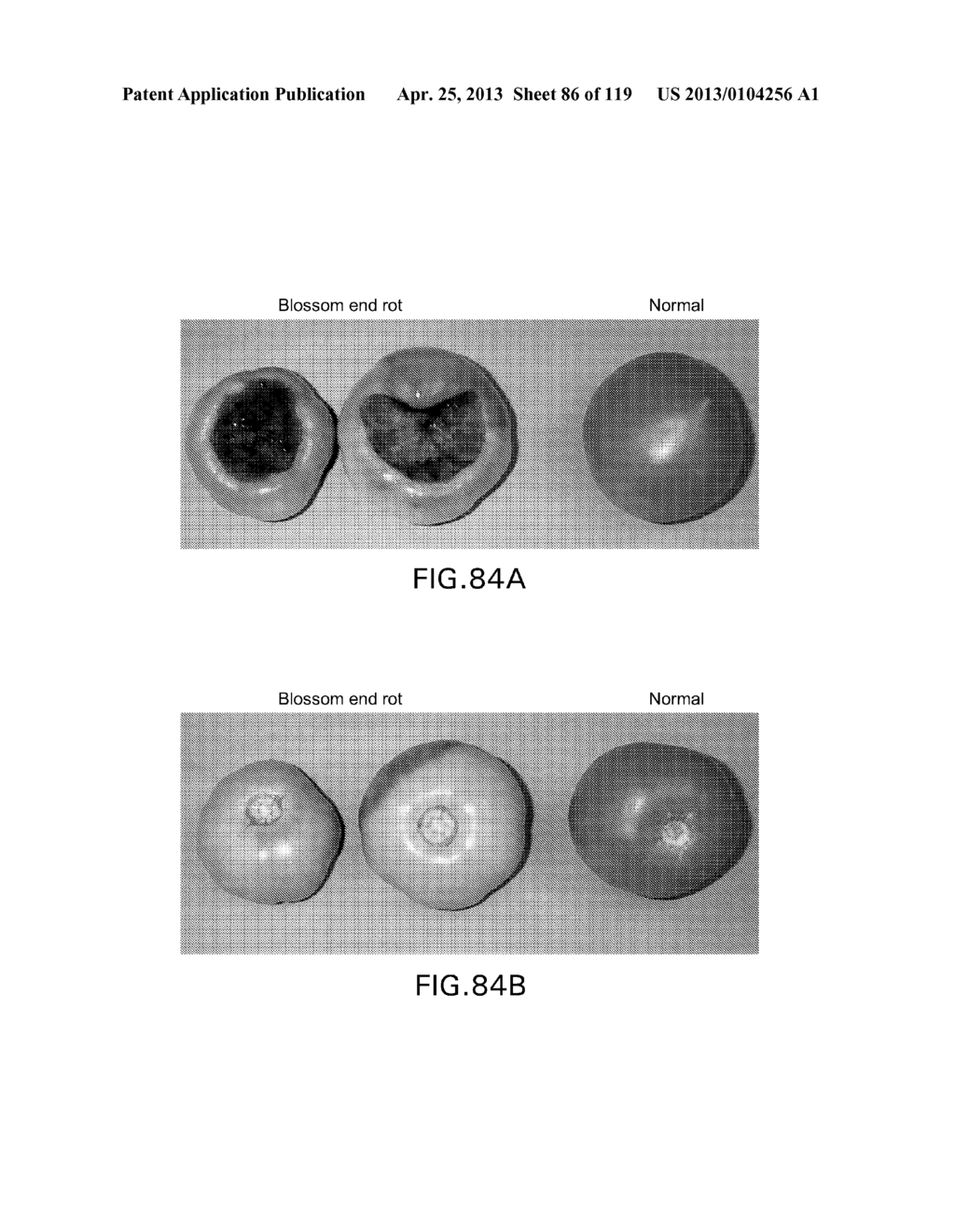 Isolated eIF-5A and Polynucleotides Encoding Same - diagram, schematic, and image 87