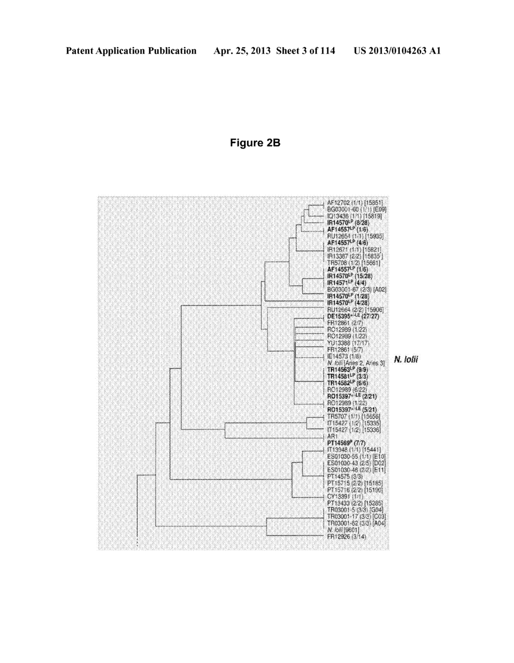 Endophytes and related methods - diagram, schematic, and image 04