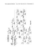 Endophytes and related methods diagram and image