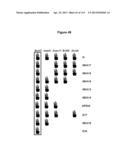 Endophytes and related methods diagram and image