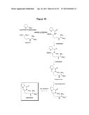 Endophytes and related methods diagram and image