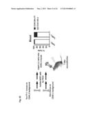 METHODS AND USES OF NUR77 AND NUR77 AGONISTS TO MODULATE MACROPHAGES AND     MONOCYTES, AND TREAT INFLAMMATION, INFLAMMATORY DISEASE AND     CARDIOVASCULAR DISEASE diagram and image