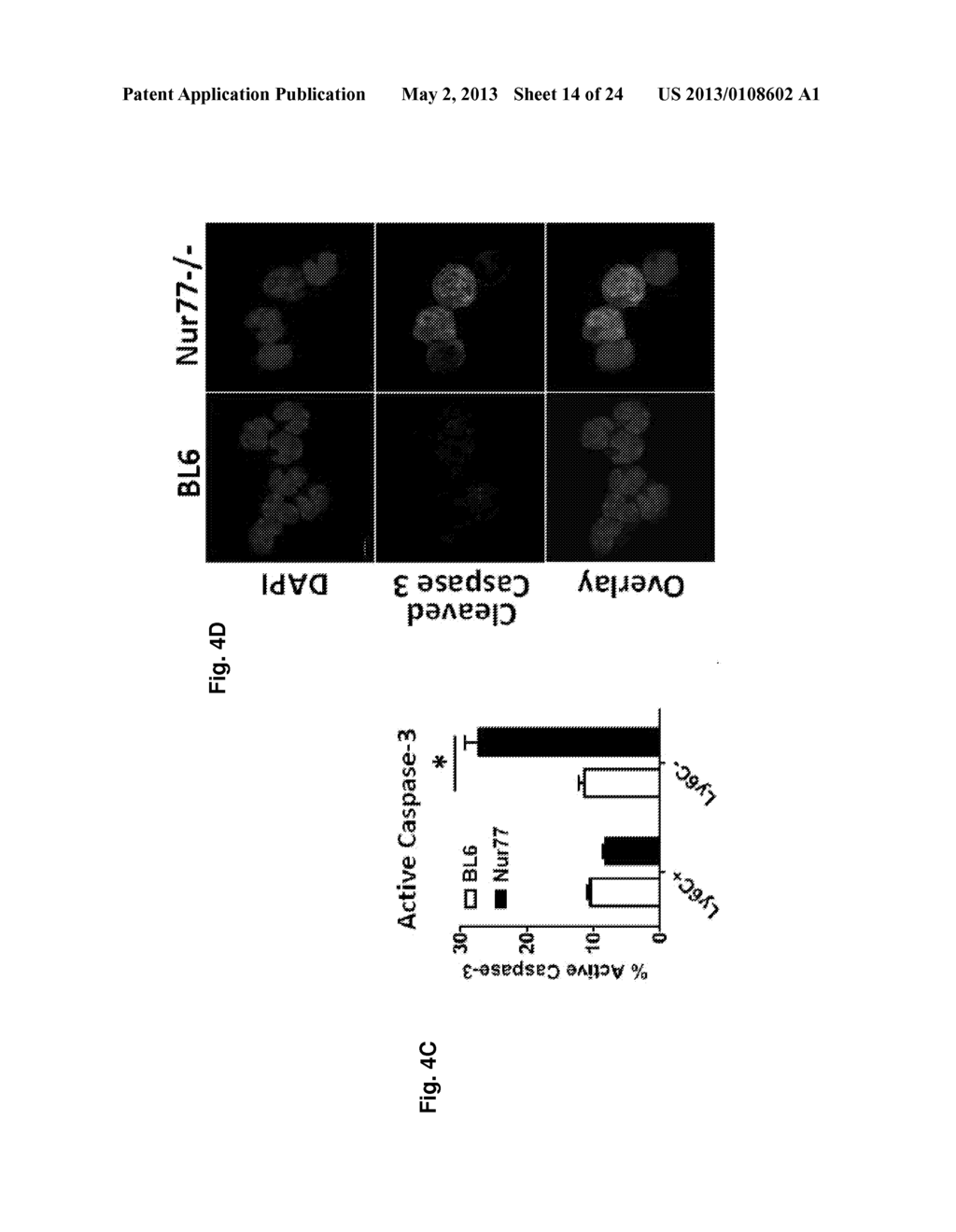 METHODS AND USES OF NUR77 AND NUR77 AGONISTS TO MODULATE MACROPHAGES AND     MONOCYTES, AND TREAT INFLAMMATION, INFLAMMATORY DISEASE AND     CARDIOVASCULAR DISEASE - diagram, schematic, and image 15