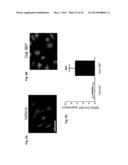 METHODS AND USES OF NUR77 AND NUR77 AGONISTS TO MODULATE MACROPHAGES AND     MONOCYTES, AND TREAT INFLAMMATION, INFLAMMATORY DISEASE AND     CARDIOVASCULAR DISEASE diagram and image