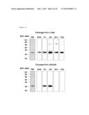 HUMANIZED PCRV ANTIBODY HAVING ANTI-PSEUDOMONAL ACTIVITY diagram and image