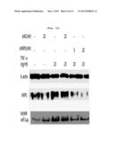 ASTHMA DIAGNOSIS USING THE NEUROPILIN-1 GENE, AND METHOD FOR SCREENING FOR     A THERAPEUTIC AGENT FOR ASTHMA diagram and image