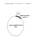 ASTHMA DIAGNOSIS USING THE NEUROPILIN-1 GENE, AND METHOD FOR SCREENING FOR     A THERAPEUTIC AGENT FOR ASTHMA diagram and image