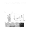 TELOMERASE ACTIVITY INHIBITING PEPTIDE AND MANUFACTURING METHOD AND     APPLICATION THEREOF diagram and image