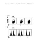 ENHANCING THE T-CELL STIMULATORY CAPACITY OF HUMAN ANTIGEN PRESENTING     CELLS IN VITRO AND IN VIVO AND THEIR USE IN VACCINATION diagram and image