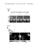 ENHANCING THE T-CELL STIMULATORY CAPACITY OF HUMAN ANTIGEN PRESENTING     CELLS IN VITRO AND IN VIVO AND THEIR USE IN VACCINATION diagram and image