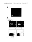 ENHANCING THE T-CELL STIMULATORY CAPACITY OF HUMAN ANTIGEN PRESENTING     CELLS IN VITRO AND IN VIVO AND THEIR USE IN VACCINATION diagram and image