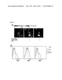 ENHANCING THE T-CELL STIMULATORY CAPACITY OF HUMAN ANTIGEN PRESENTING     CELLS IN VITRO AND IN VIVO AND THEIR USE IN VACCINATION diagram and image