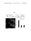 DOPAMINERGIC NEURONS DIFFERENTIATED FROM PLURIPOTENT STEM CELLS AND USES     OF THEREOF diagram and image