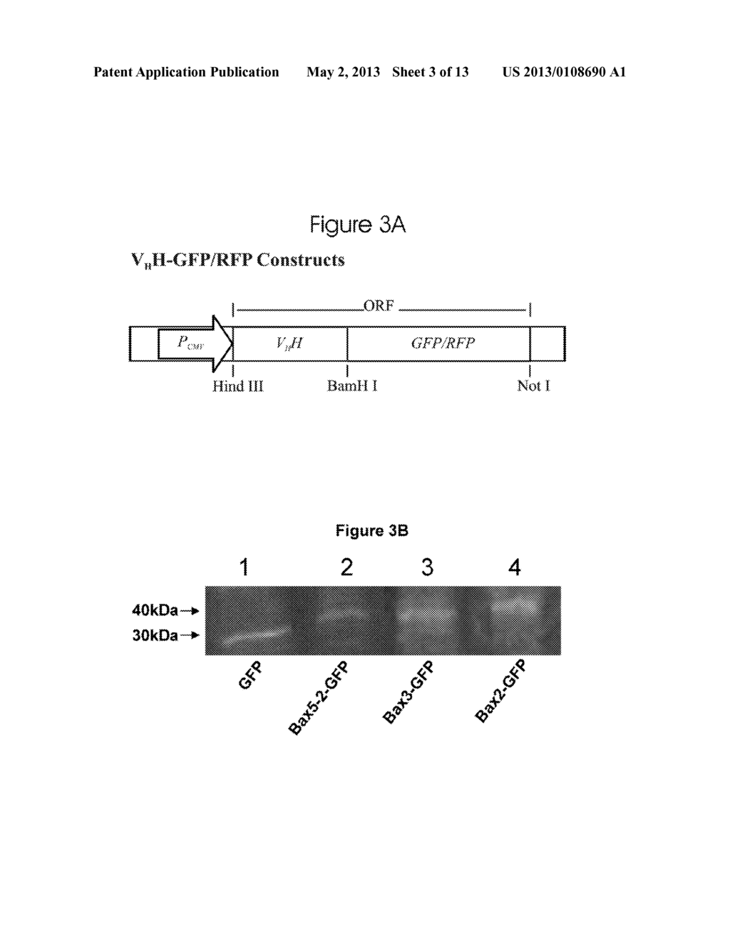 ANTI-APOPTOTIC PROTEIN ANTIBODIES - diagram, schematic, and image 04