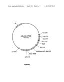 SYNTHETIC PHYTASE VARIANTS diagram and image