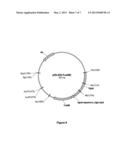 SYNTHETIC PHYTASE VARIANTS diagram and image