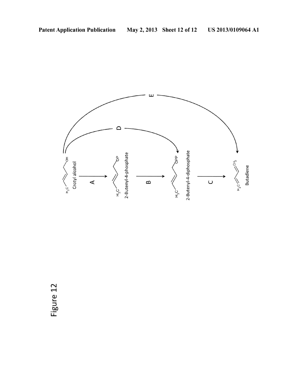 MICROORGANISMS AND METHODS FOR PRODUCING 2,4-PENTADIENOATE, BUTADIENE,     PROPYLENE, 1,3-BUTANEDIOL AND RELATED ALCOHOLS - diagram, schematic, and image 13