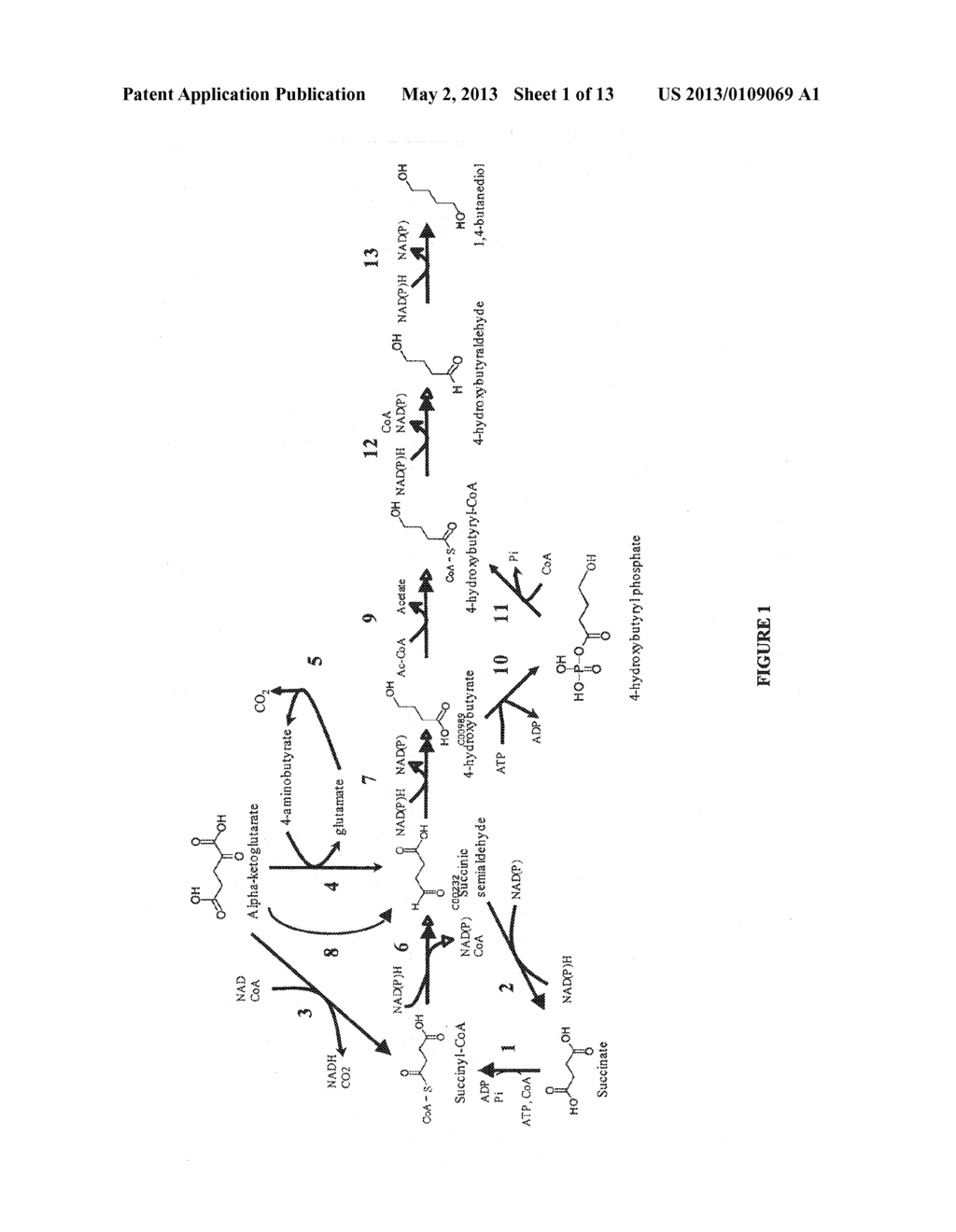 MICROORGANISMS FOR THE PRODUCTION OF 1,4-BUTANEDIOL - diagram, schematic, and image 02