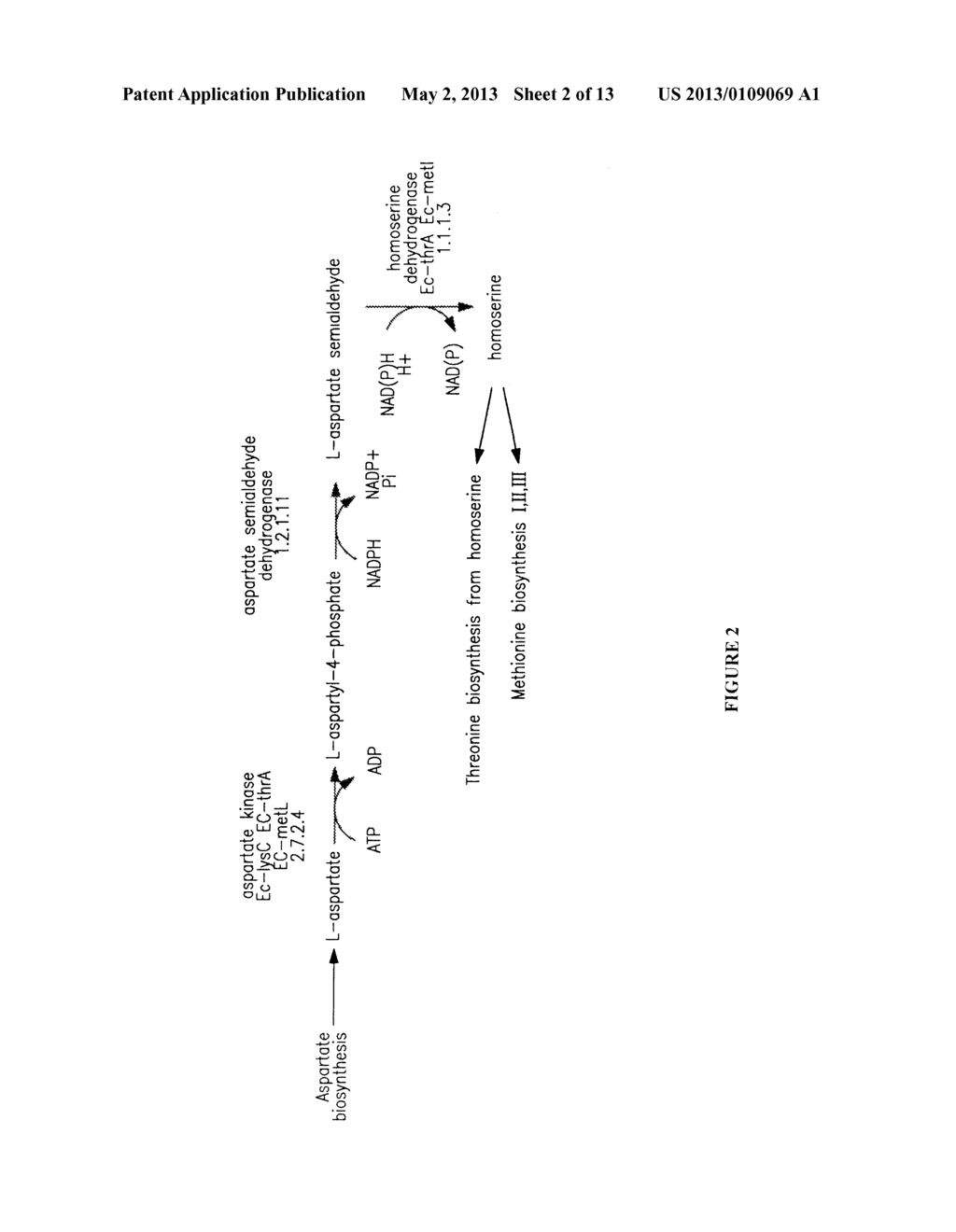 MICROORGANISMS FOR THE PRODUCTION OF 1,4-BUTANEDIOL - diagram, schematic, and image 03