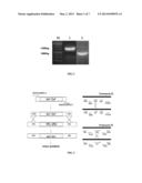 TRANSFORMANT FOR ENHANCING BIOETHANOL PRODUCTION, AND METHOD FOR PRODUCING     ETHANOL BY USING SAID STRAIN diagram and image