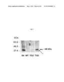 Transgenic Animal with Enhanced Immune Response and Method for the     Preparation Thereof diagram and image