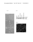 BLOCKADE OF CCL18 SIGNALING VIA CCR6 AS A THERAPEUTIC OPTION IN FIBROTIC     DISEASES AND CANCER diagram and image