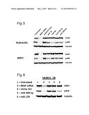 MiRNA AND ITS DIAGNOSTIC AND THERAPEUTIC USES IN DISEASES OR CONDITIONS     ASSOCIATED WITH MELANOMA, OR IN DISEASES OR CONDITIONS ASSOCIATED WITH     ACTIVATED BRAF PATHWAY diagram and image